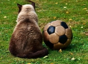 九游娱乐官方-莱比锡轻取马竞，梅西乌龙送礼欧冠